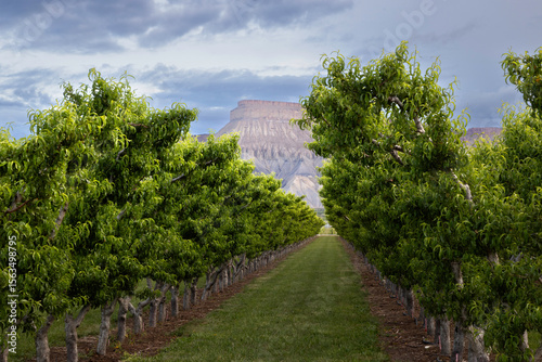 Peach Groves of Palisade Colorado with Mt Garfield
