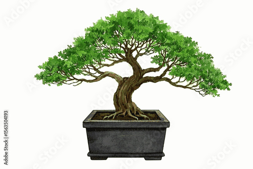 Petite Perennial Bonsai tree isolated watercolor vector illustration svg