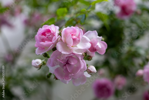 Soft pink roses in close-up with gentle pastel tones. The petals look like watercolor brushstrokes. Romantic and artistic floral composition for beauty and elegance themes