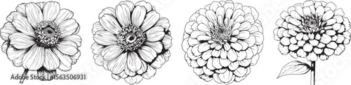 Fotografi Zinnia Flowers Vector Illustration Isolated on White Background