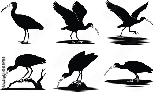 A collection of six scarlet ibis bird silhouette vector illustrations in various poses like standing, flying, and foraging in water.