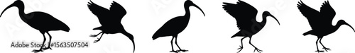 A collection of five dynamic wading ibis bird silhouette vector graphics showing various flying and standing poses for design.