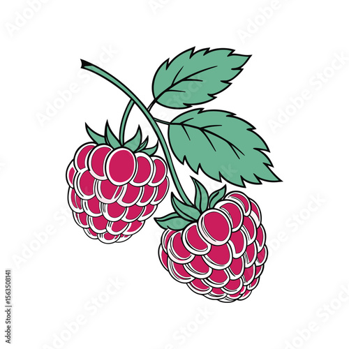 Hand-drawn Vector Illustration of Raspberries with Leaves on White Background , Ripe Raspberry Cluster .