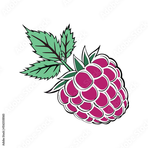 Hand-drawn Vector Illustration of Raspberries with Leaves on White Background , Ripe Raspberry Cluster .