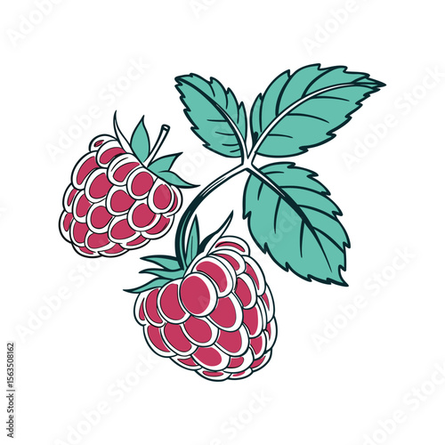 Hand-drawn Vector Illustration of Raspberries with Leaves on White Background , Ripe Raspberry Cluster .