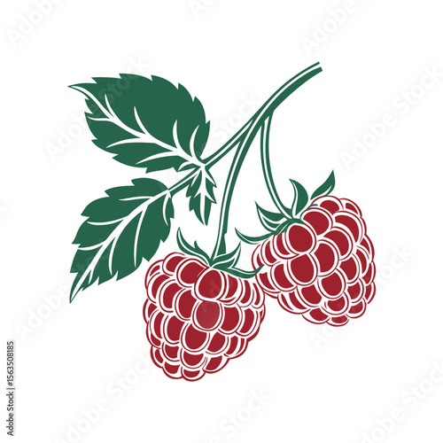 Hand-drawn Vector Illustration of Raspberries with Leaves on White Background , Ripe Raspberry Cluster .