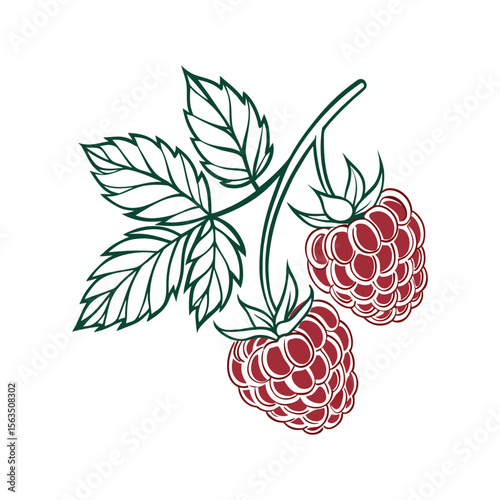 Hand-drawn Vector Illustration of Raspberries with Leaves on White Background , Ripe Raspberry Cluster .