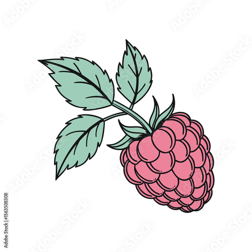 Hand-drawn Vector Illustration of Raspberries with Leaves on White Background , Ripe Raspberry Cluster .