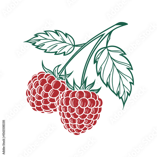 Hand-drawn Vector Illustration of Raspberries with Leaves on White Background , Ripe Raspberry Cluster .