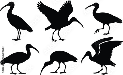 A set of six ibis bird silhouette vector illustrations showing various wading, standing, and flying poses for wildlife design.