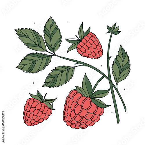 Hand-drawn Vector Illustration of Raspberries with Leaves on White Background , Ripe Raspberry Cluster .