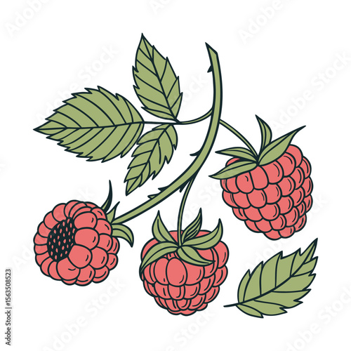 Hand-drawn Vector Illustration of Raspberries with Leaves on White Background , Ripe Raspberry Cluster .