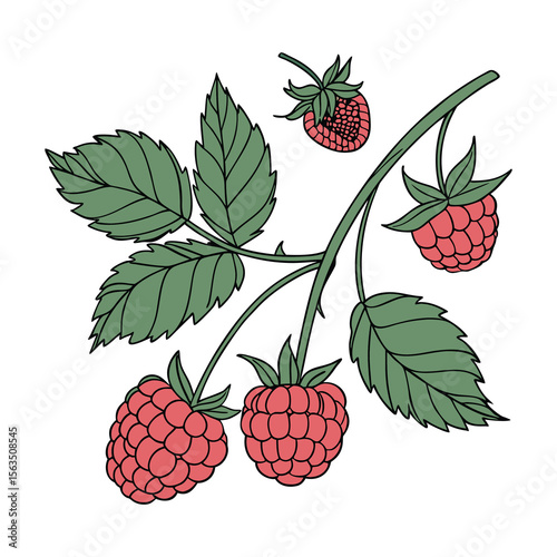 Hand-drawn Vector Illustration of Raspberries with Leaves on White Background , Ripe Raspberry Cluster .