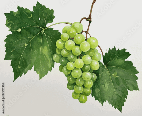 Sun-Kissed Grapes Green grapes tree isolated watercolor vector illustration svg