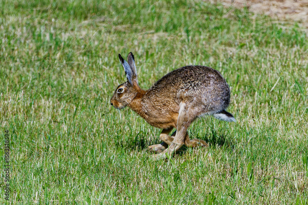 Fototapeta premium Feldhase auf der Flucht