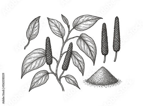 Detailed Botanical Illustration of Long Pepper Plant (Piper longum) with Powder Pile.
