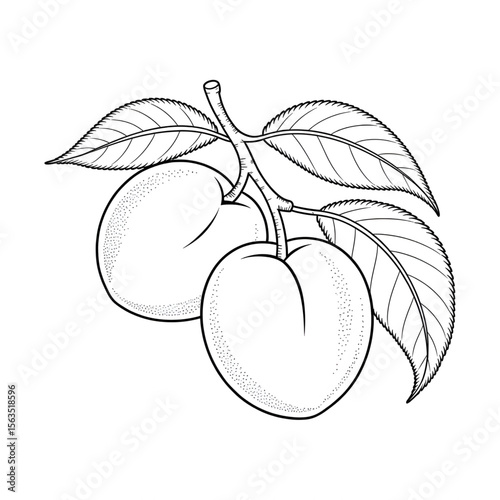 vector illustration of an apricot fruit coloring page