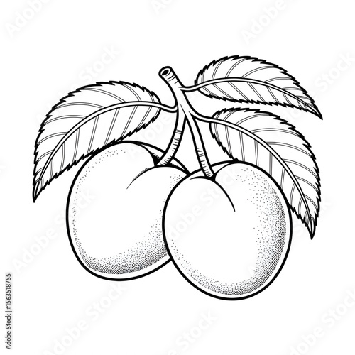 vector illustration of an apricot fruit coloring page
