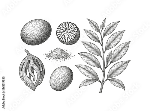 Detailed Vintage Botanical Illustration of Nutmeg, Mace, and Nutmeg Tree Branch