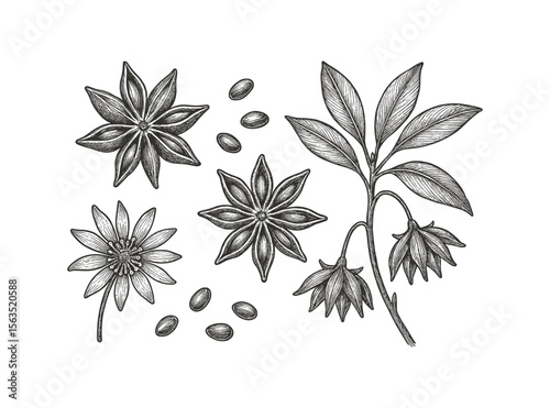 Detailed botanical engraving of star anise pods, seeds, and flowering plant on white.