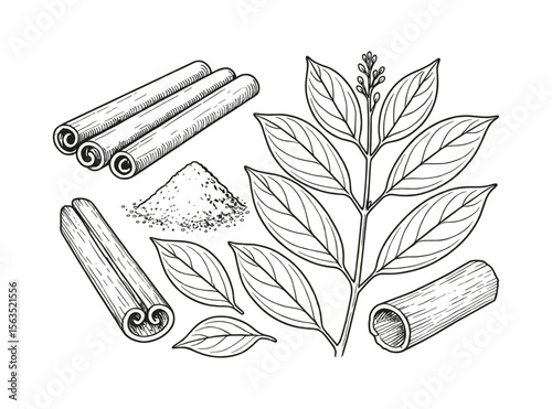 Detailed Hand-Drawn Illustration of Cinnamon Sticks, Powder and Leaves for Culinary Arts