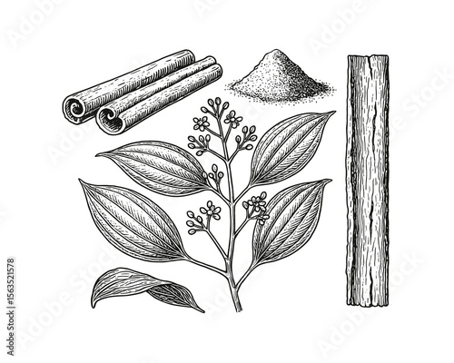 Detailed botanical illustration of cinnamon plant: sticks, powder, leaves and branch.