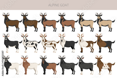 Alpine goat. Goat breeds infographic design. Animal farming flat graphic. Vector illustration