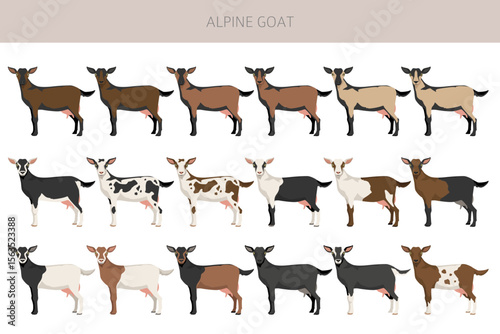 Alpine goat. Goat breeds infographic design. Animal farming flat graphic. Vector illustration