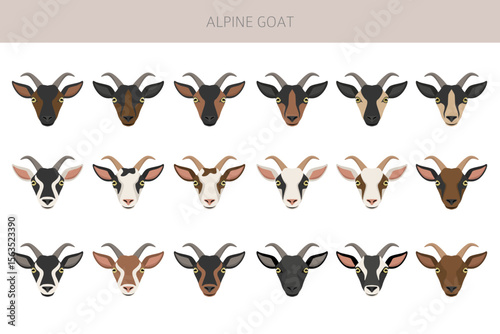 Alpine goat. Goat breeds infographic design. Animal farming flat graphic. Vector illustration