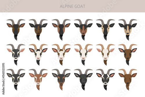 Alpine goat. Goat breeds infographic design. Animal farming flat graphic. Vector illustration