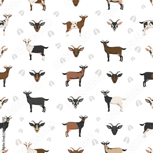 Alpine goat. Goat breeds infographic design. Animal farming flat graphic. Vector illustration