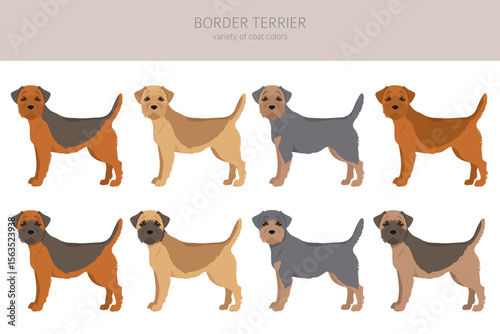 Border terrier clipart. Different coat colors and poses set.  Vector illustration