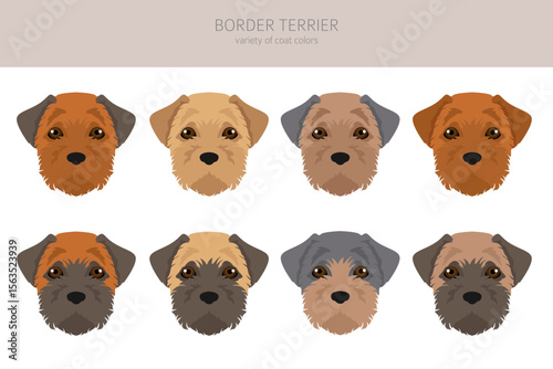 Border terrier clipart. Different coat colors and poses set.  Vector illustration
