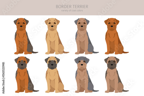 Border terrier clipart. Different coat colors and poses set.  Vector illustration