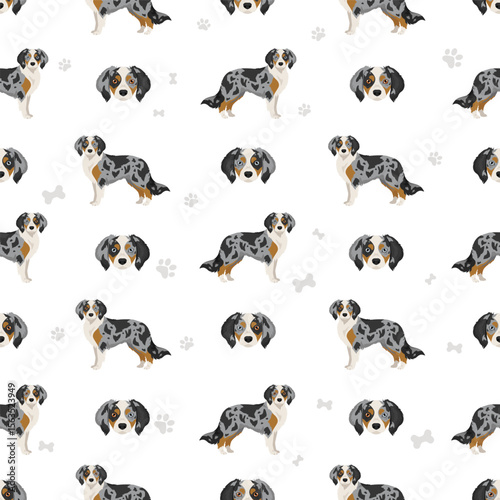 Aussalier clipart. Australian Shepherd Cavalier King Charles Spaniel mix. Different coat colors set.  Vector illustration