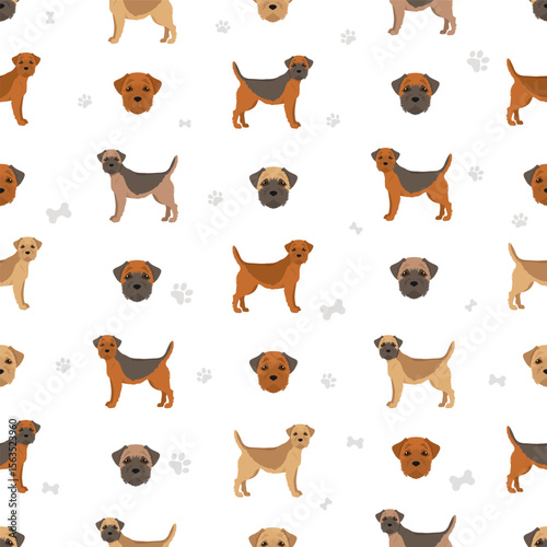 Border terrier clipart. Different coat colors and poses set.  Vector illustration