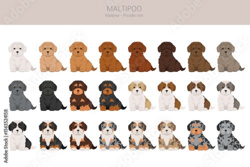 Maltipoo clipart. Maltese Poodle mix. Different coat colors set.  Vector illustration