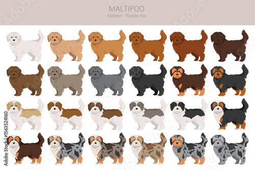 Maltipoo clipart. Maltese Poodle mix. Different coat colors set.  Vector illustration