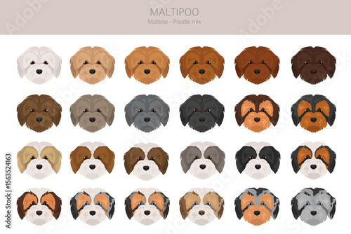 Maltipoo clipart. Maltese Poodle mix. Different coat colors set.  Vector illustration