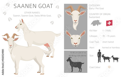 Saanen goat. Goat breeds infographic design. Animal farming flat graphic. Vector illustration