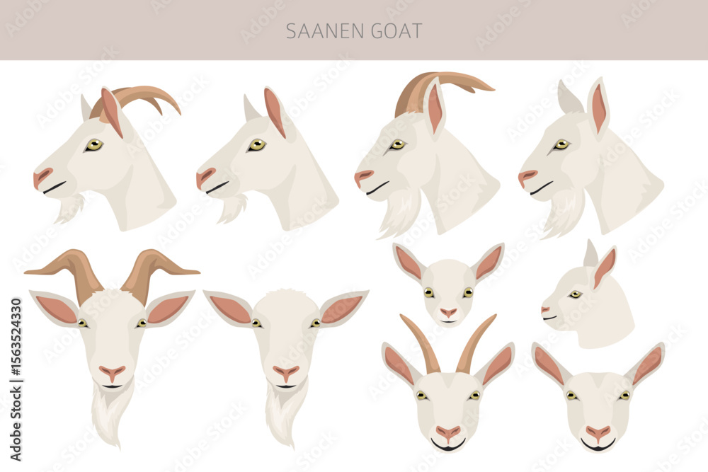 Obraz premium Saanen goat. Goat breeds infographic design. Animal farming flat graphic. Vector illustration