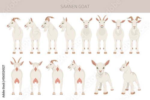 Saanen goat. Goat breeds infographic design. Animal farming flat graphic. Vector illustration