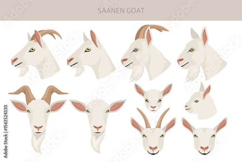 Saanen goat. Goat breeds infographic design. Animal farming flat graphic. Vector illustration