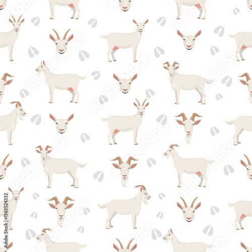 Saanen goat. Goat breeds infographic design. Animal farming flat graphic. Vector illustration