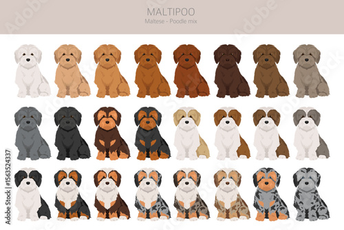 Maltipoo clipart. Maltese Poodle mix. Different coat colors set.  Vector illustration