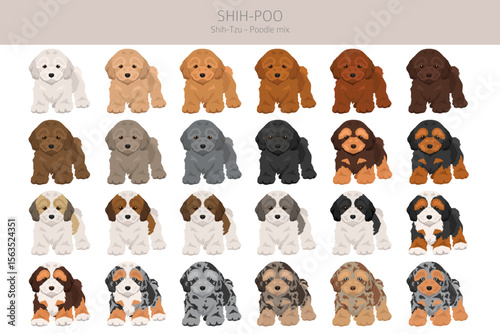 Shih-Poo clipart. Shih-Tzu  Poodle mix. Different coat colors set.  Vector illustration