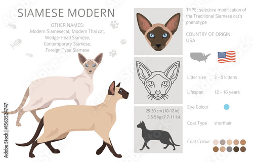 Siamese (Thai) Cat clipart. Modern type. All coat colors set.  All cat breeds characteristics infographic. Vector illustration