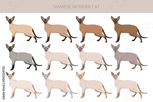 Siamese (Thai) Cat clipart. Modern type. All coat colors set.  All cat breeds characteristics infographic. Vector illustration