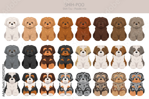 Shih-Poo clipart. Shih-Tzu  Poodle mix. Different coat colors set.  Vector illustration