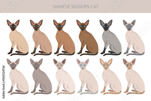 Siamese (Thai) Cat clipart. Modern type. All coat colors set.  All cat breeds characteristics infographic. Vector illustration